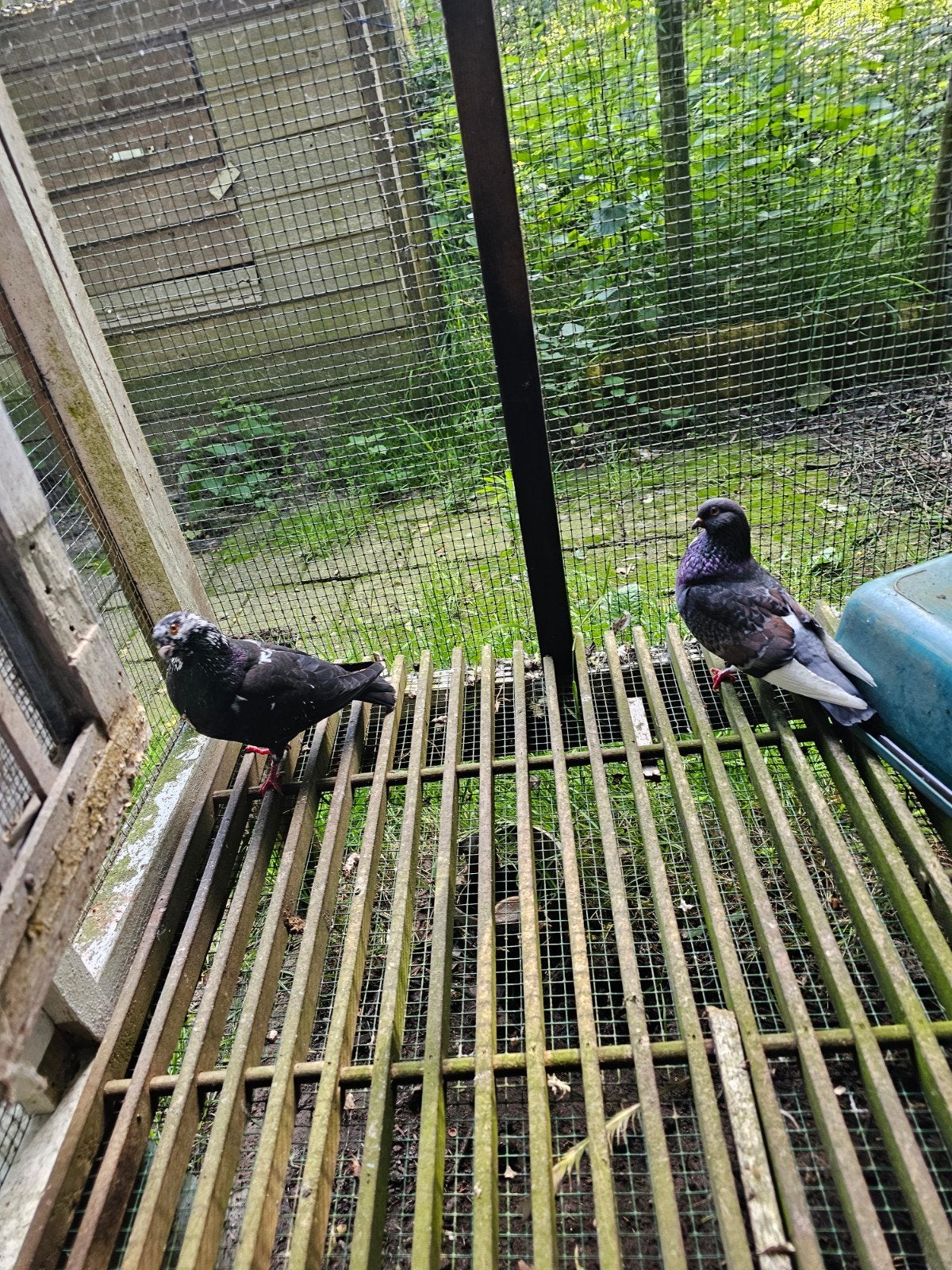 6 mooie Haagse lokkers, Dieren en Toebehoren, Meerdere dieren, Kropper