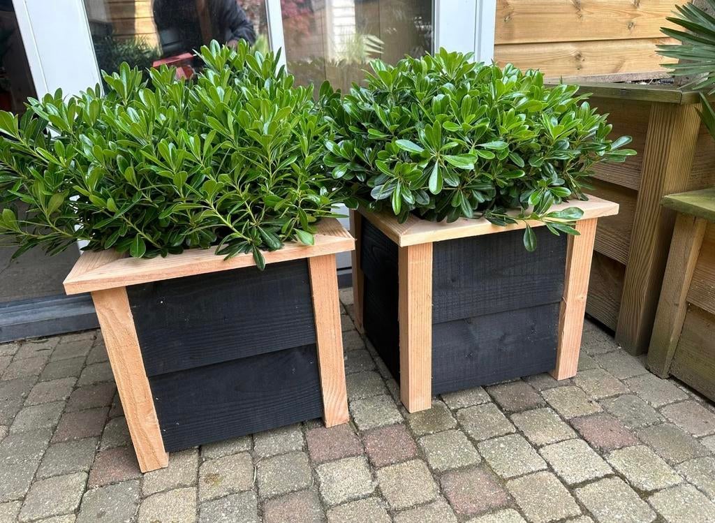 VASTE PLANT IN DOUGLAS BLOEMBAK., Tuin en Terras, Bloembakken en Plantenbakken, Ophalen, Nieuw, Rechthoekig, Hout