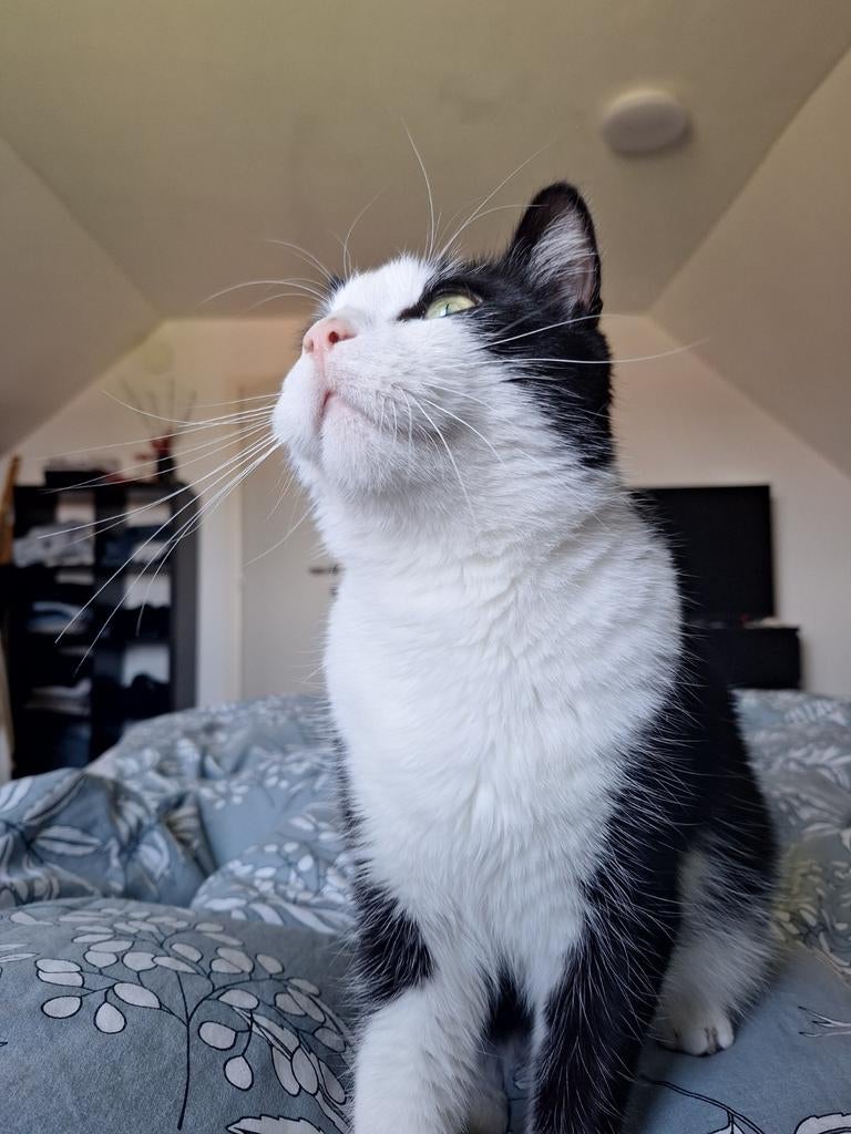 Mannelijke kat