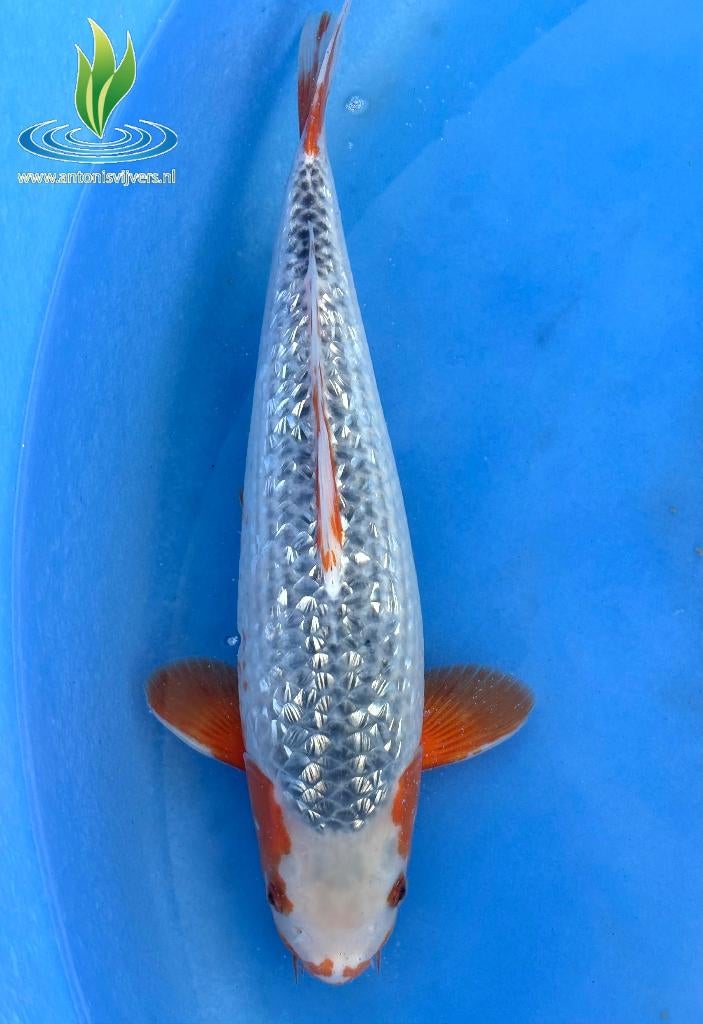 079 Ginrin Asagi, Dieren en Toebehoren, Vissen | Vijvervissen, Karper of Koi