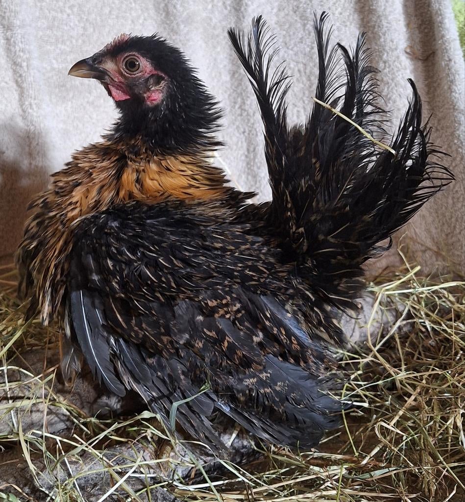 Ayam Serama krul en zijde broedeieren! Goede bevruchting!, Dieren en Toebehoren, Pluimvee, Geslacht onbekend, Kip
