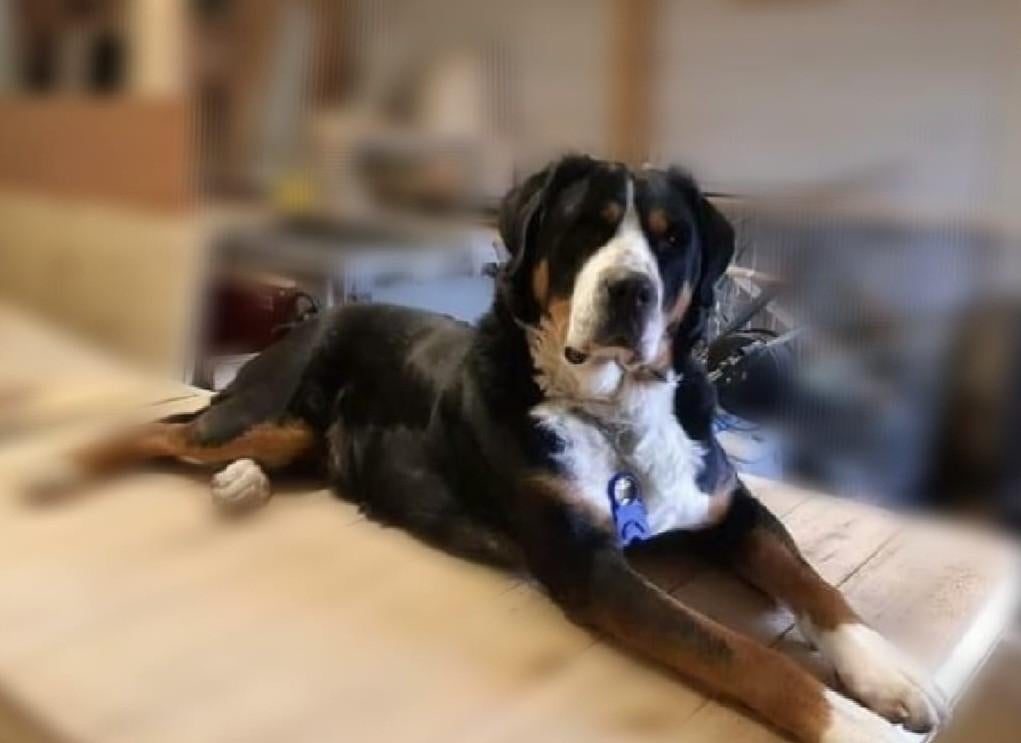 Grote zwitserse sennen reu ter dekking (erg mooi getekend), Dieren en Toebehoren, Reu, 1 tot 2 jaar, Eén hond, Nederland