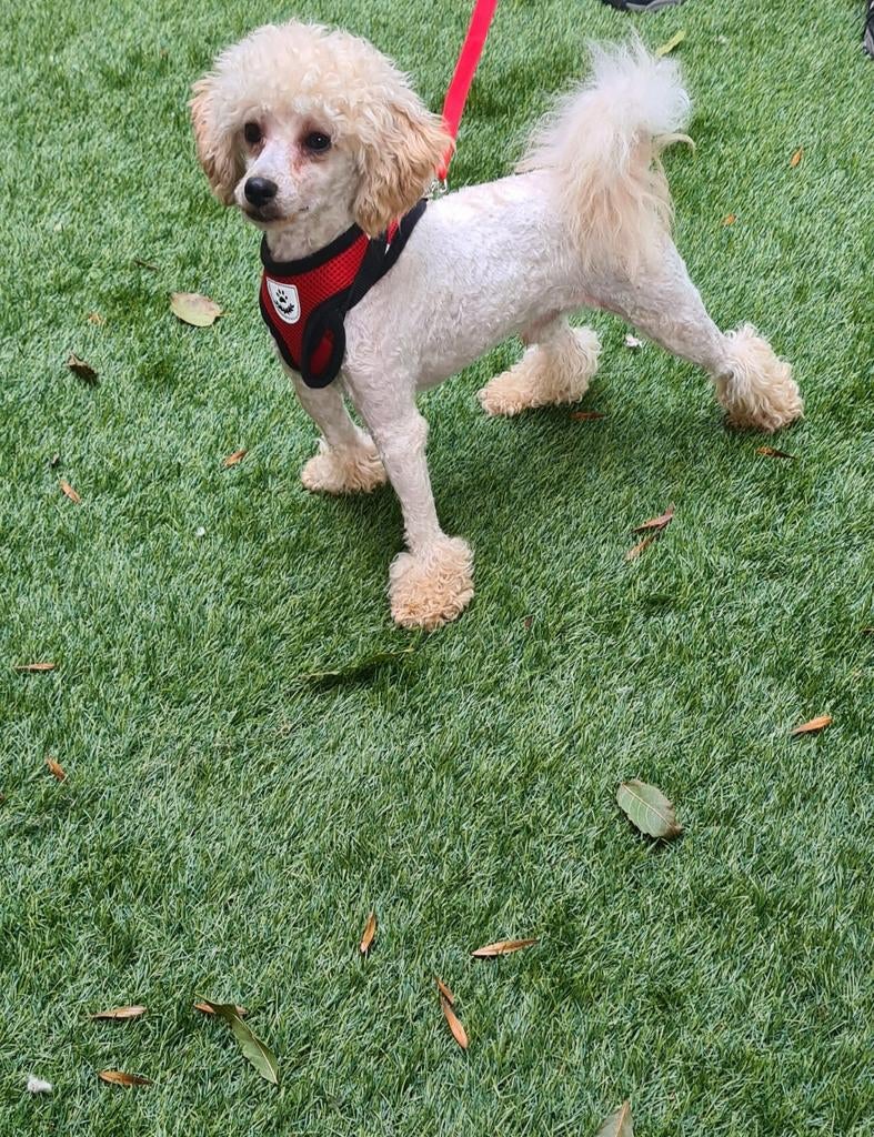 Toy poedel dekreu met ervaring. Niet tekoop, Dieren en Toebehoren, Honden | Dekreuen, Reu, Parvo, Eén hond, 3 tot 5 jaar