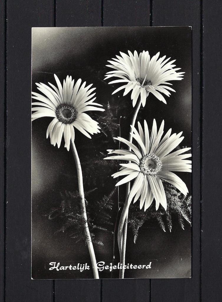 701 Hartelijk Gefeliciteerd, Ophalen of Verzenden, 1980 tot heden, Gelopen, Feest(dag)