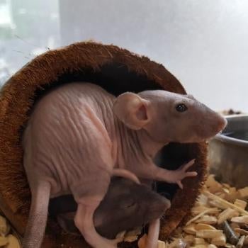 Ratten te koop, Dieren en Toebehoren, Knaagdieren, Januari, Meerdere dieren, Rat