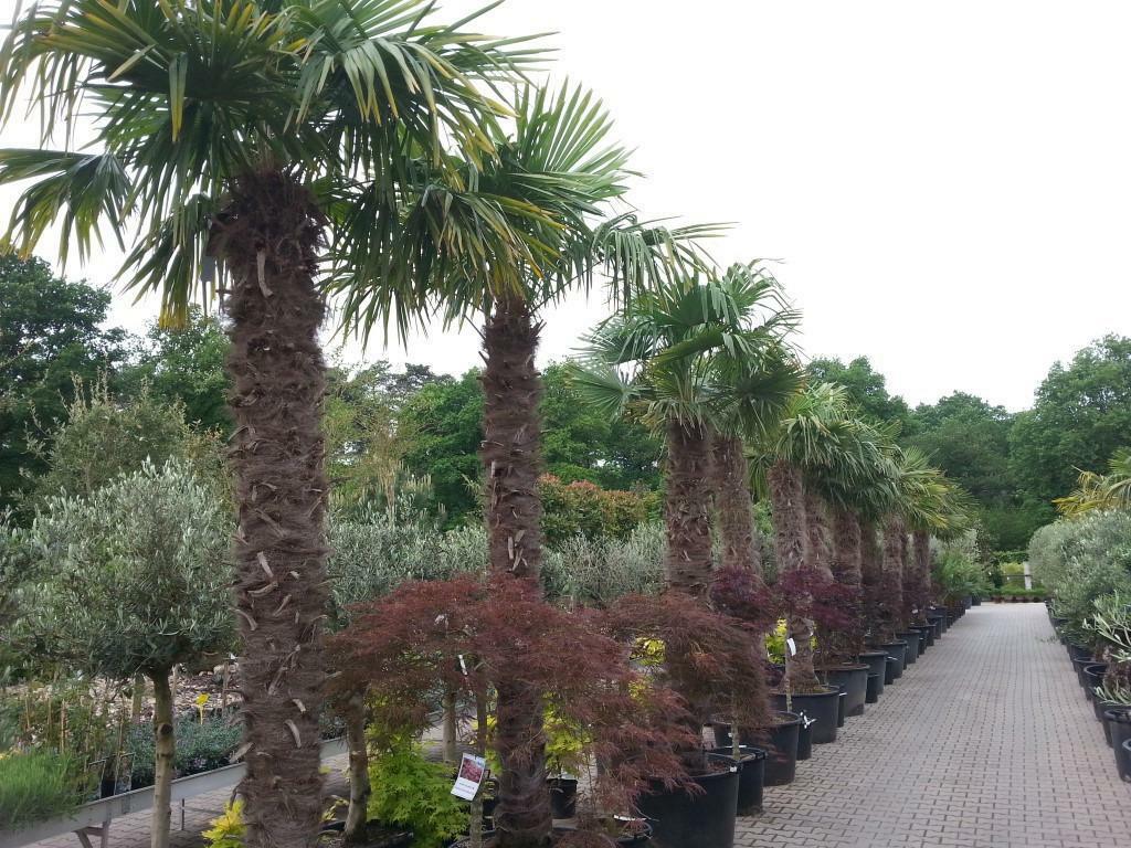 Bestel online uw olijfbomen, palmbomen, vijgenbomen, cypres, Tuin en Terras, Planten | Bomen, Ophalen of Verzenden, In pot, 100 tot 250 cm