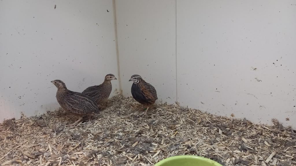 Harlekijnkwartels, Dieren en Toebehoren, Vogels | Overige Vogels, Meerdere dieren