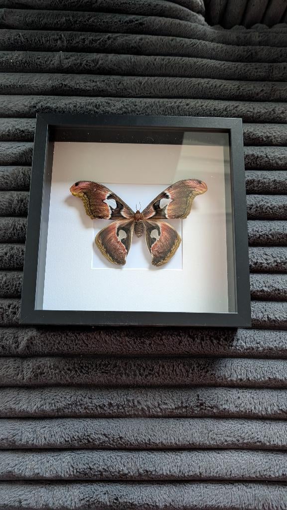 attacus lorquini nachtvlinder in lijst, Huis en Inrichting, Woonaccessoires | Lijsten, Ophalen, Minder dan 50 cm, Nieuw, Minder dan 50 cm