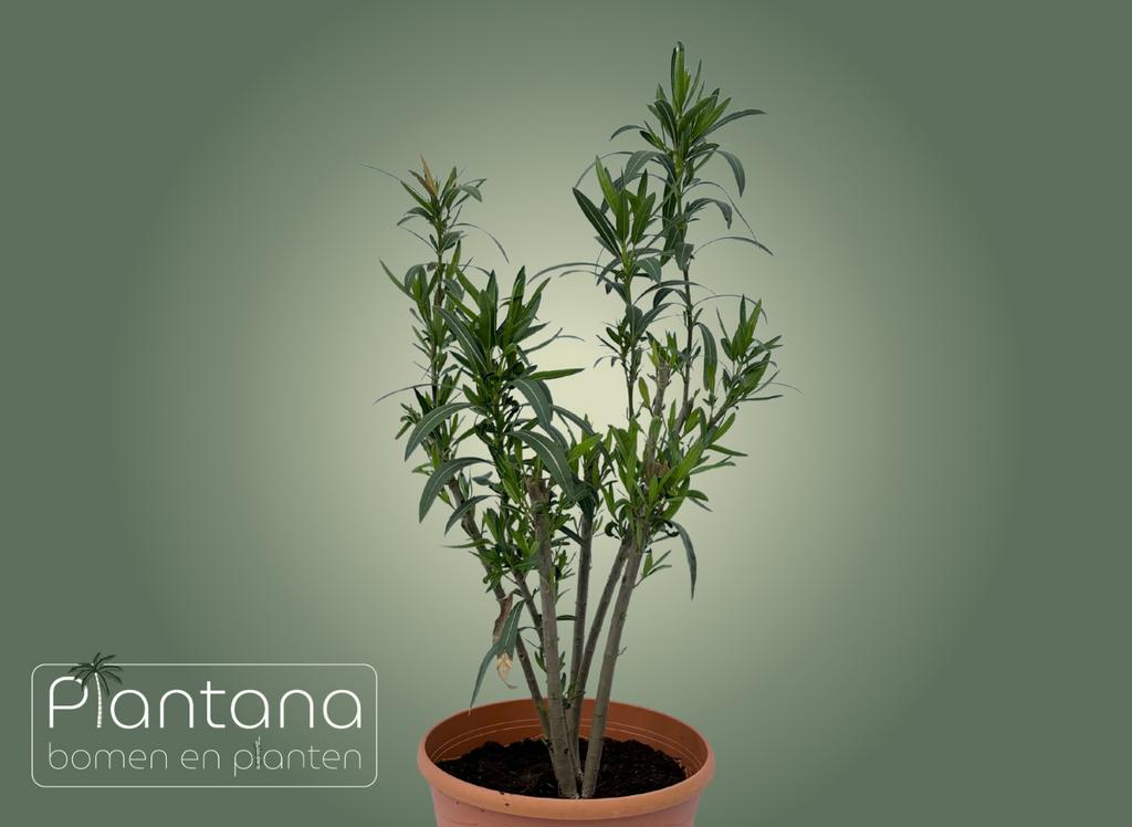 Oleander (Nerium oleander) – Rood & Roze, Tuin en Terras, Planten | Tuinplanten, Vaste plant, Volle zon, Zomer, Ophalen