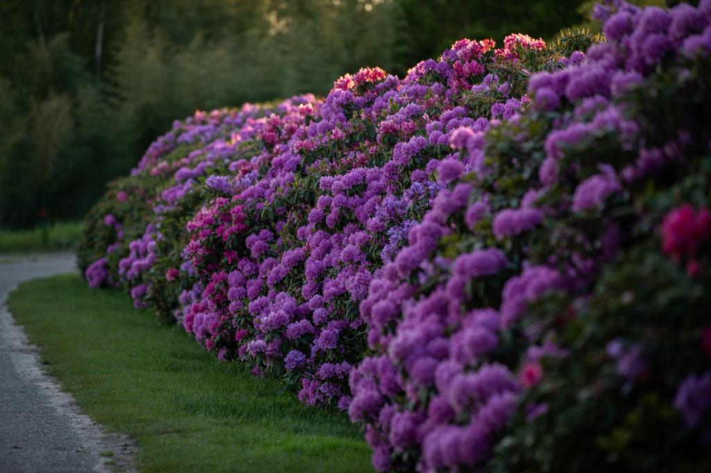 Grote Rhododendrons van eigen kwekerij, Overige soorten, Vaste plant, Ophalen of Verzenden, Halfschaduw