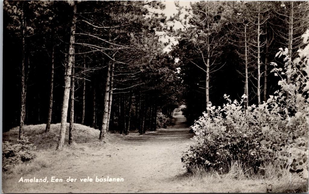Ameland - Een der vele boslanen, Verzamelen, Verzenden, 1960 tot 1980, Ongelopen, Waddeneilanden