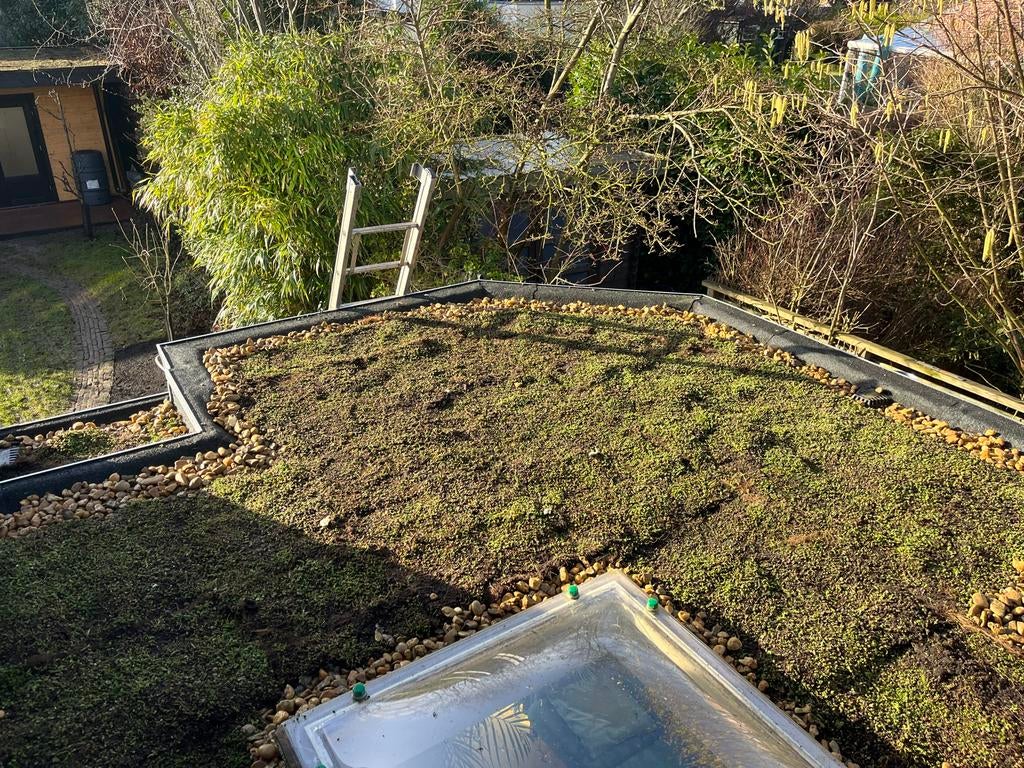 Groendak sedum dak zowel trays als matten, Tuin en Terras, Ophalen of Verzenden, Nieuw, 20 m² of meer