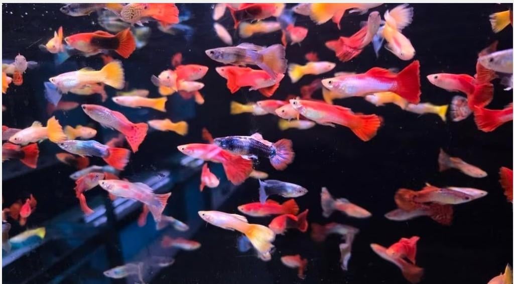 Mooie Guppy man mix - Gup - Koidream Valburg, Dieren en Toebehoren, Vis, Zoetwatervis