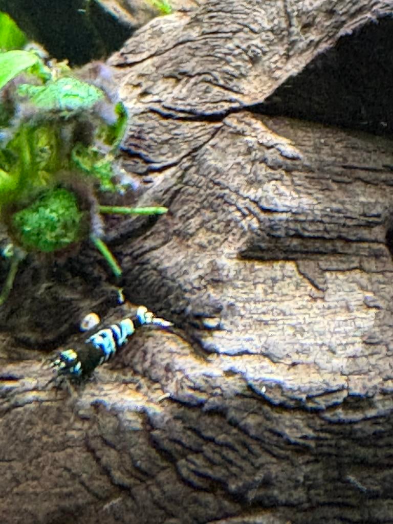 Blauwe garnalen mix, Dieren en Toebehoren, Vissen | Aquariumvissen, Kreeft, Krab of Garnaal