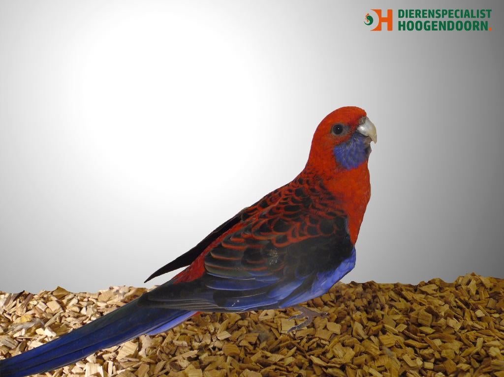 Pennantrosella | Passend advies | Gezonde vogels, Meerdere dieren, Parkiet