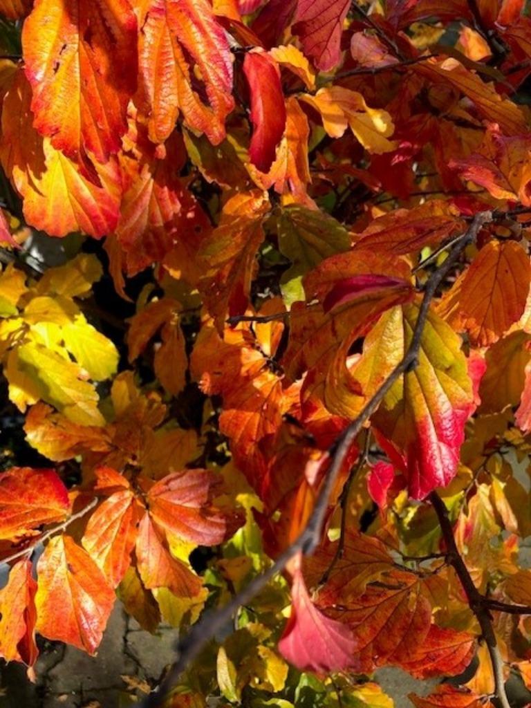 Parrotia persica, meerstammig, 140-150 cm NU € 44,50, Ophalen, Winter, Halfschaduw, Overige soorten