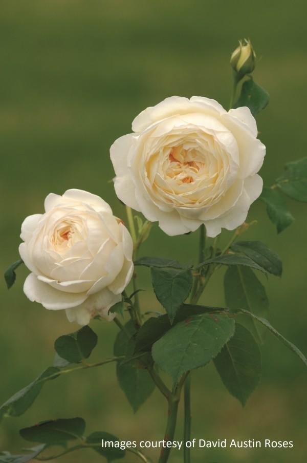 KLIMROOS Rosa Claire Austin Klimroos Theehybride geurend +++, Tuin en Terras, Planten | Tuinplanten, Volle zon, Vaste plant, Ophalen of Verzenden