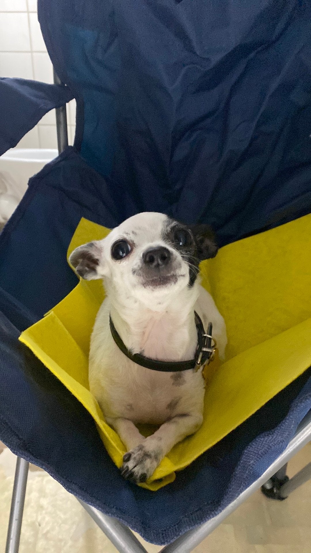 Mini chihuahua, Dieren en Toebehoren, Honden | Chihuahua's en Gezelschapshonden, Rabiës (hondsdolheid), Reu, Eén hond, Chihuahua