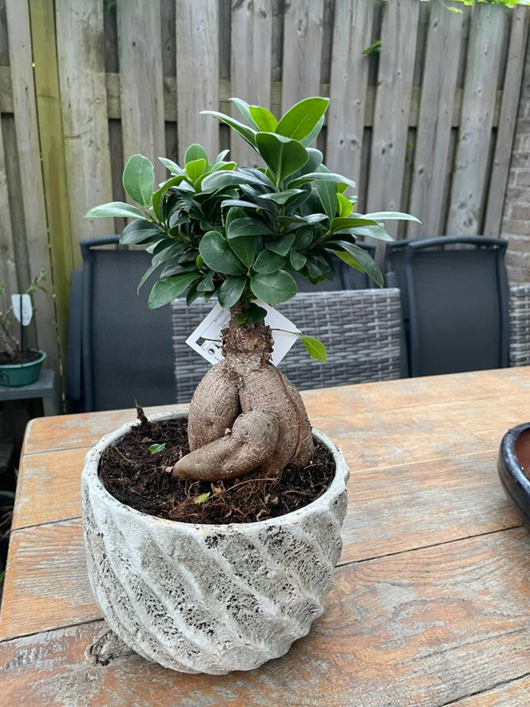 Bonsai Ficus Ginseng in pot, Overige soorten, Vaste plant, Ophalen of Verzenden, Bloeit niet