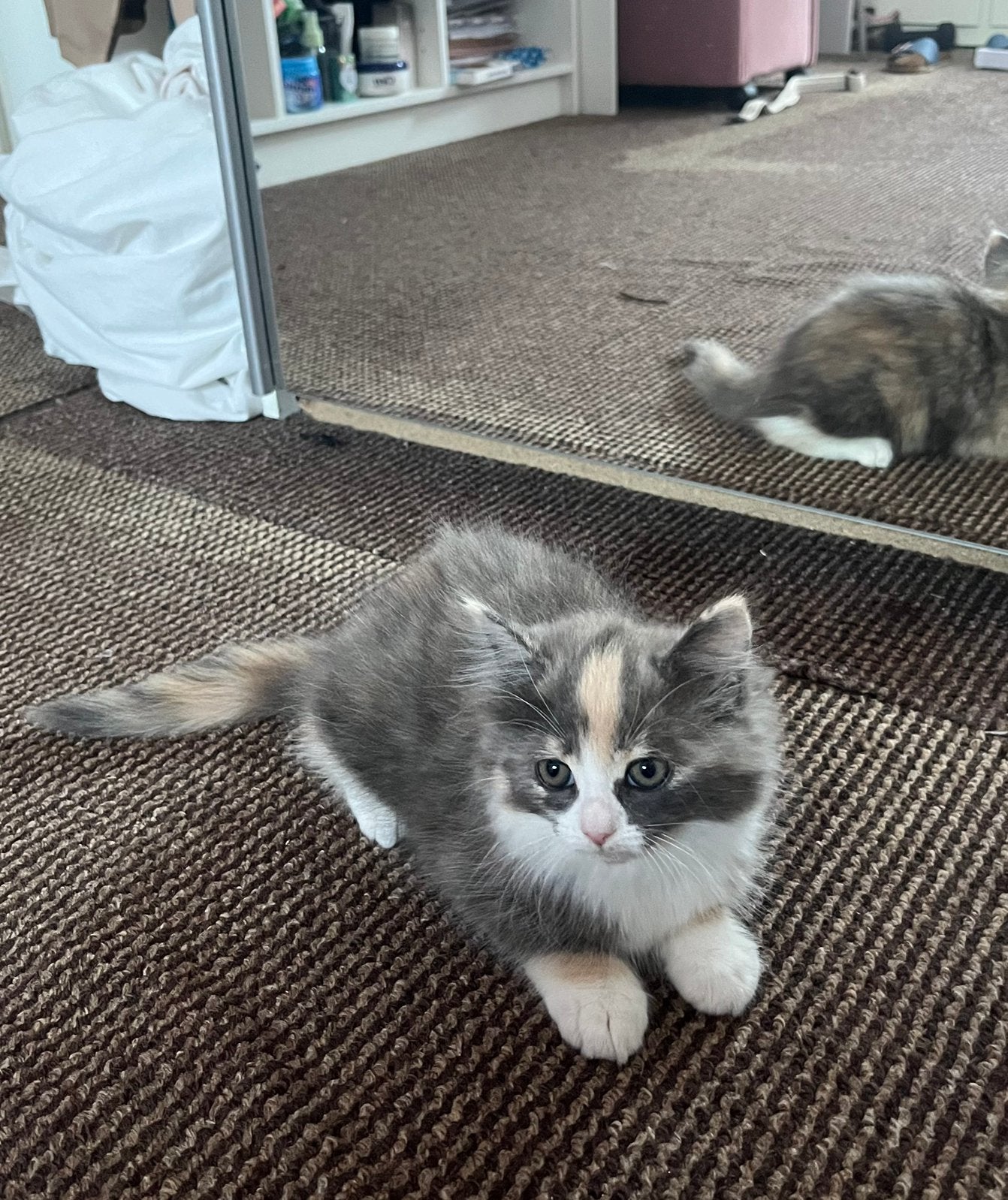 Perzisch Ragdoll kitten, Meerdere dieren, 0 tot 2 jaar