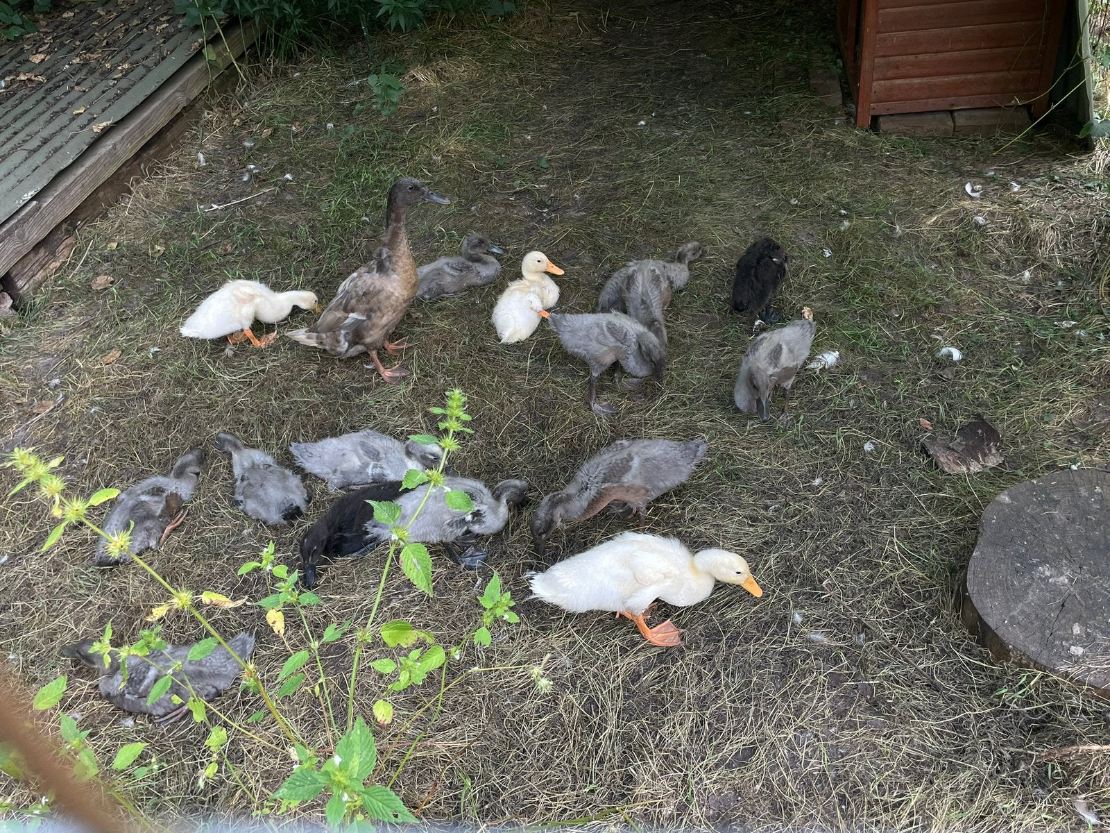 6 loopeenden kuikens, Dieren en Toebehoren, Meerdere dieren, Eend