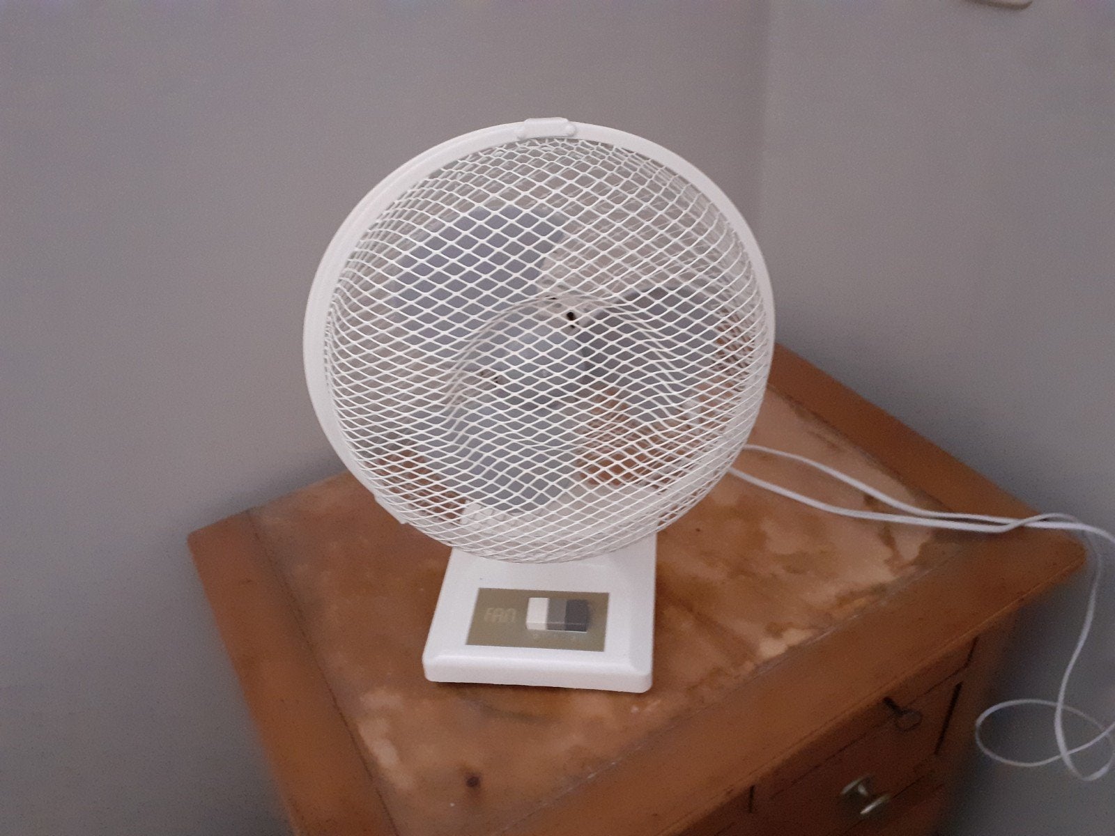 Tafelventilator, Dieren en Toebehoren, Insecten en Spinnen, Bijen