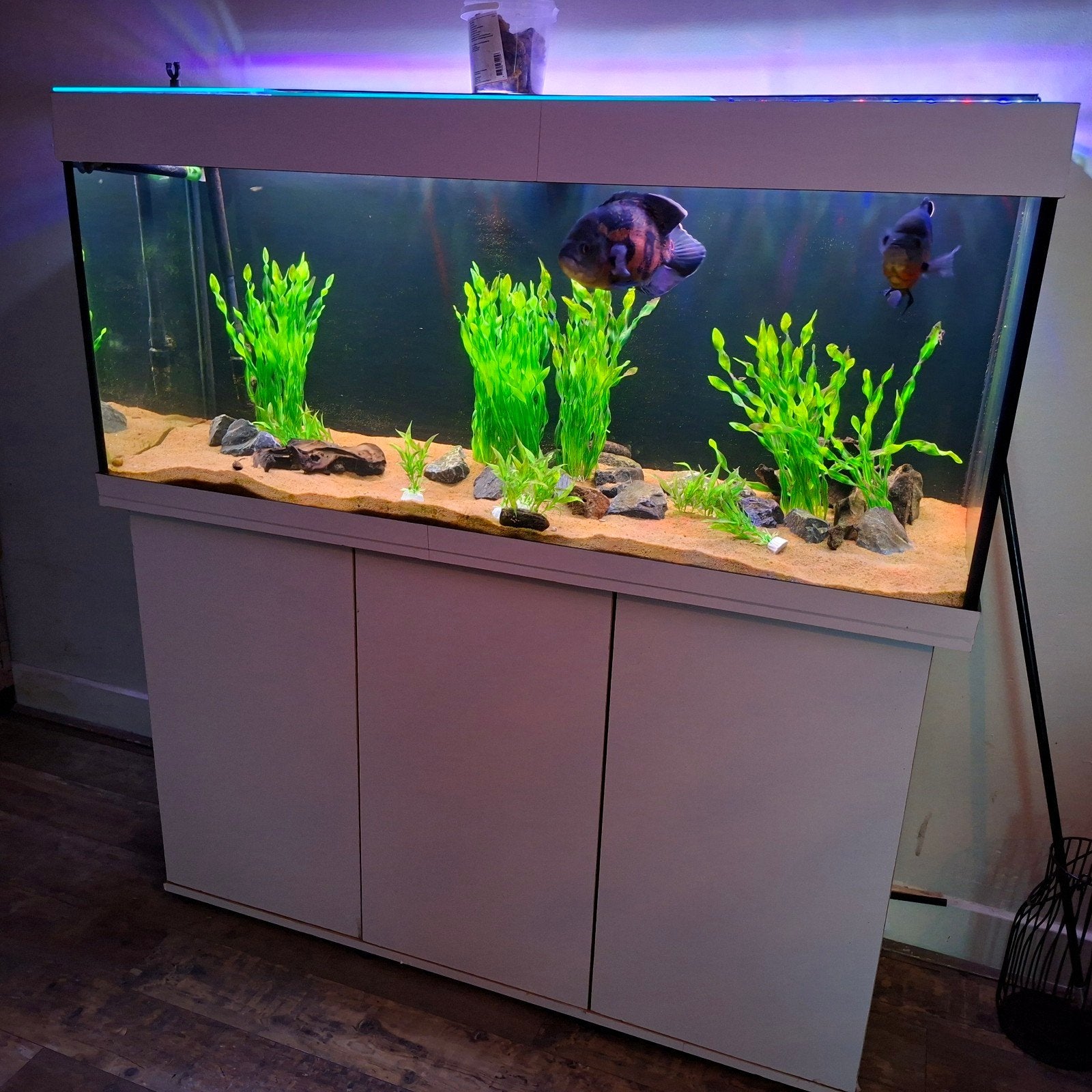 Juwel  Rio 240 compleet 120cm, Ophalen, Gebruikt, Juwel, Inclusief planten