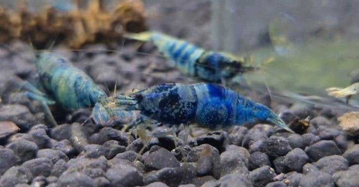 Crazy Bleu caridina, Dieren en Toebehoren, Kreeft, Krab of Garnaal