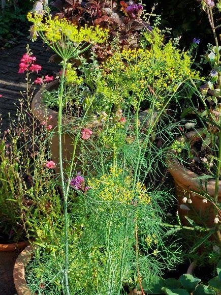 zaden Dille,  Anethum graveolens, Verzenden, Voorjaar, Volle zon, Zaad