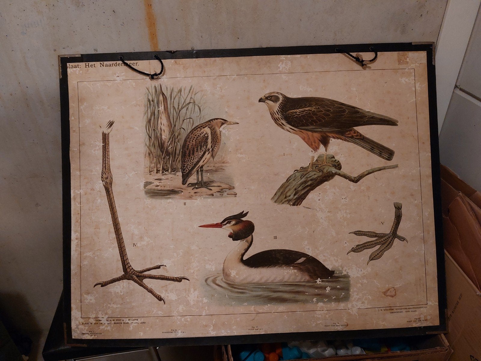 Vintage Schoolplaat Het Naardermeer - J.B. Wolters, Antiek en Kunst, Antiek | Schoolplaten, Ophalen of Verzenden