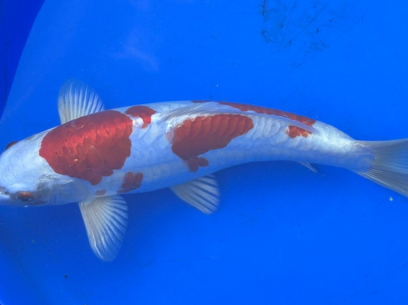 Kikusui koi koikarper vissen vijver vis karper, Dieren en Toebehoren, Vissen | Vijvervissen, Karper of Koi