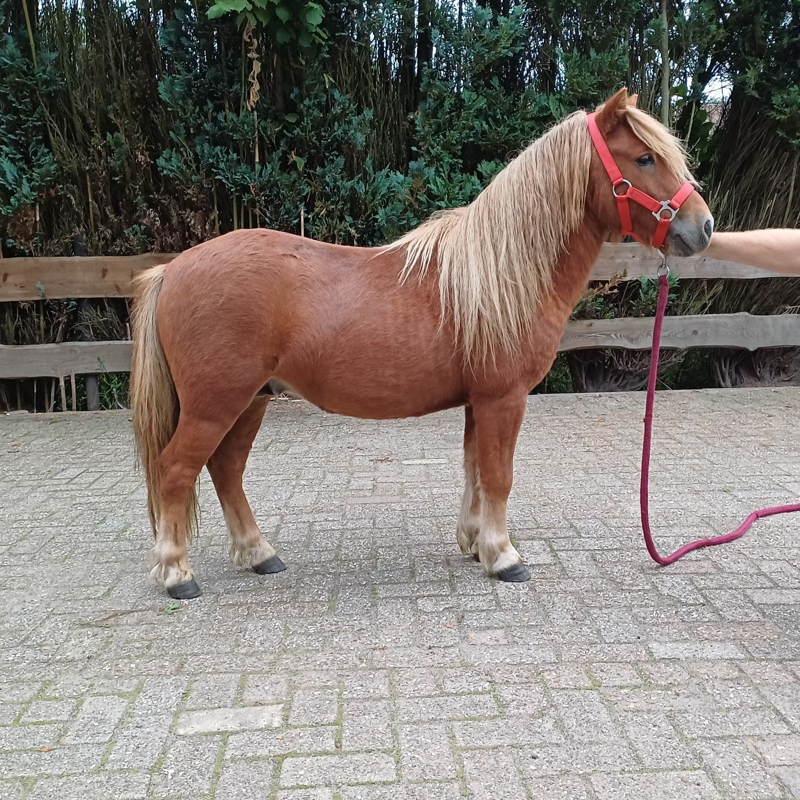 Shetland vos hengst, 2 jaar oud. momenteel 96 cm., Hengst, A pony (tot 1.17m), Gechipt, 0 tot 2 jaar
