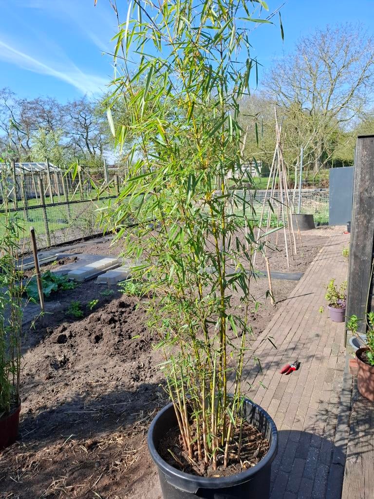 Fargesia bamboe - 2m hoog, winterhard en niet-woekerend, Tuin en Terras, Planten | Tuinplanten, Ophalen