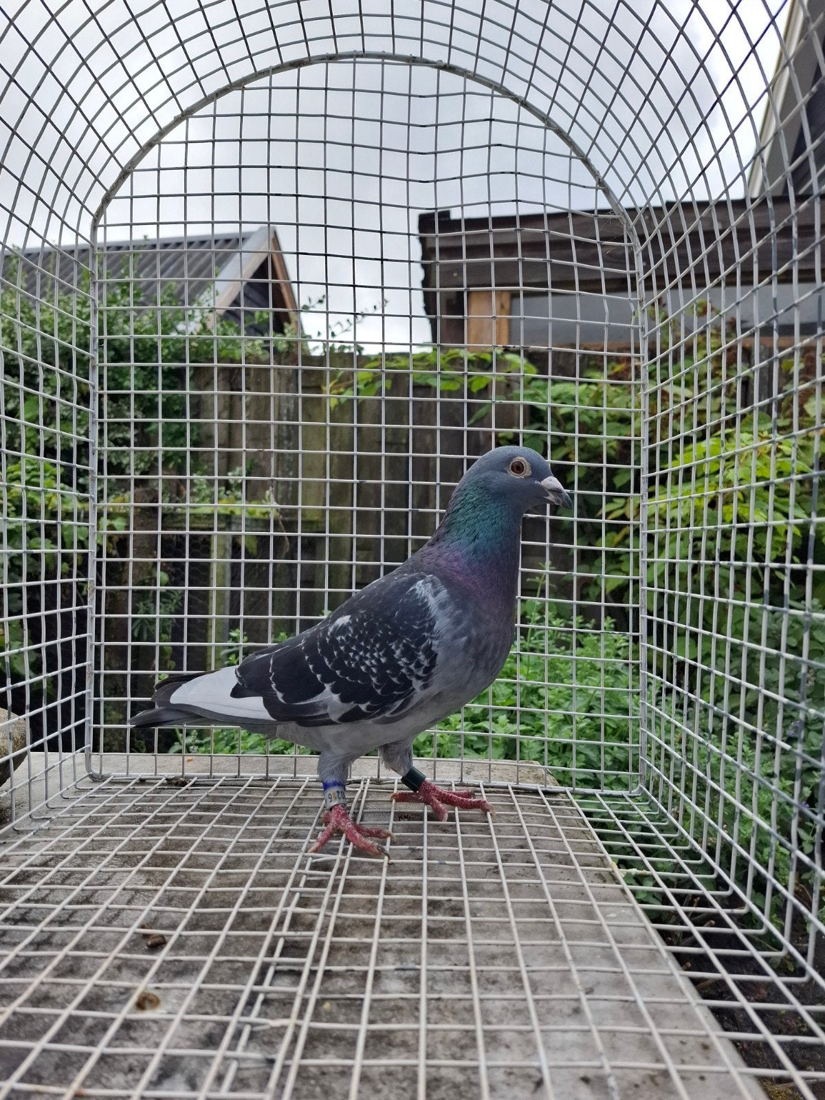 doffer postduif gebroeders brugemann., Dieren en Toebehoren, Vogels | Duiven, Mannelijk, Postduif