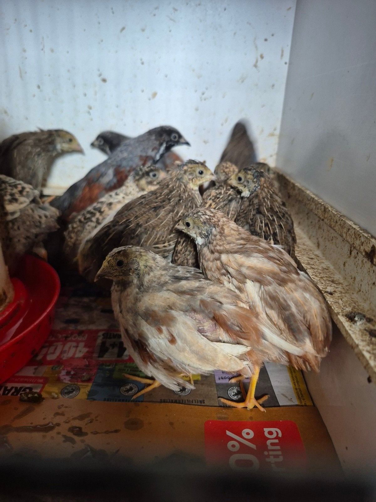 Chinese dwergkwartels haantjes, Dieren en Toebehoren, Mannelijk