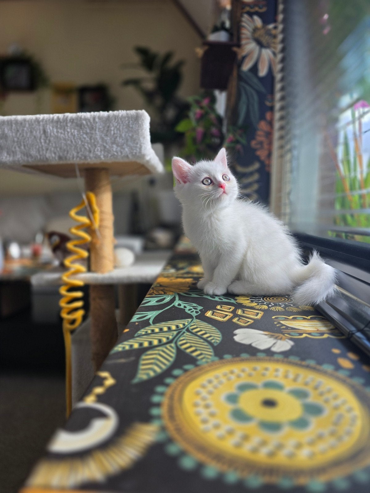 Prachtige witte kater – klaar voor zijn nieuwe thuis

nie