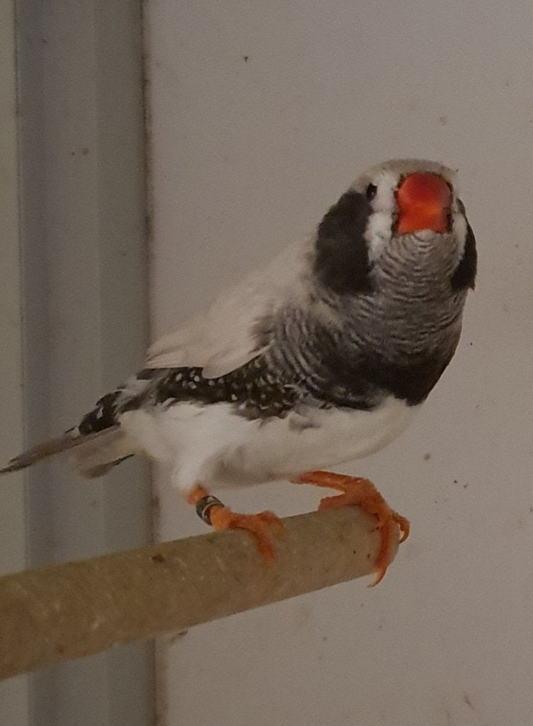 Gezocht masker zwartwang mannnen goed formaat en model, Meerdere dieren, Tropenvogel, Geringd