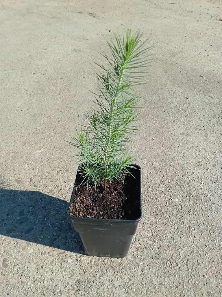 Pinus Halepensis, Overige soorten, Volle zon, Vaste plant, Ophalen of Verzenden