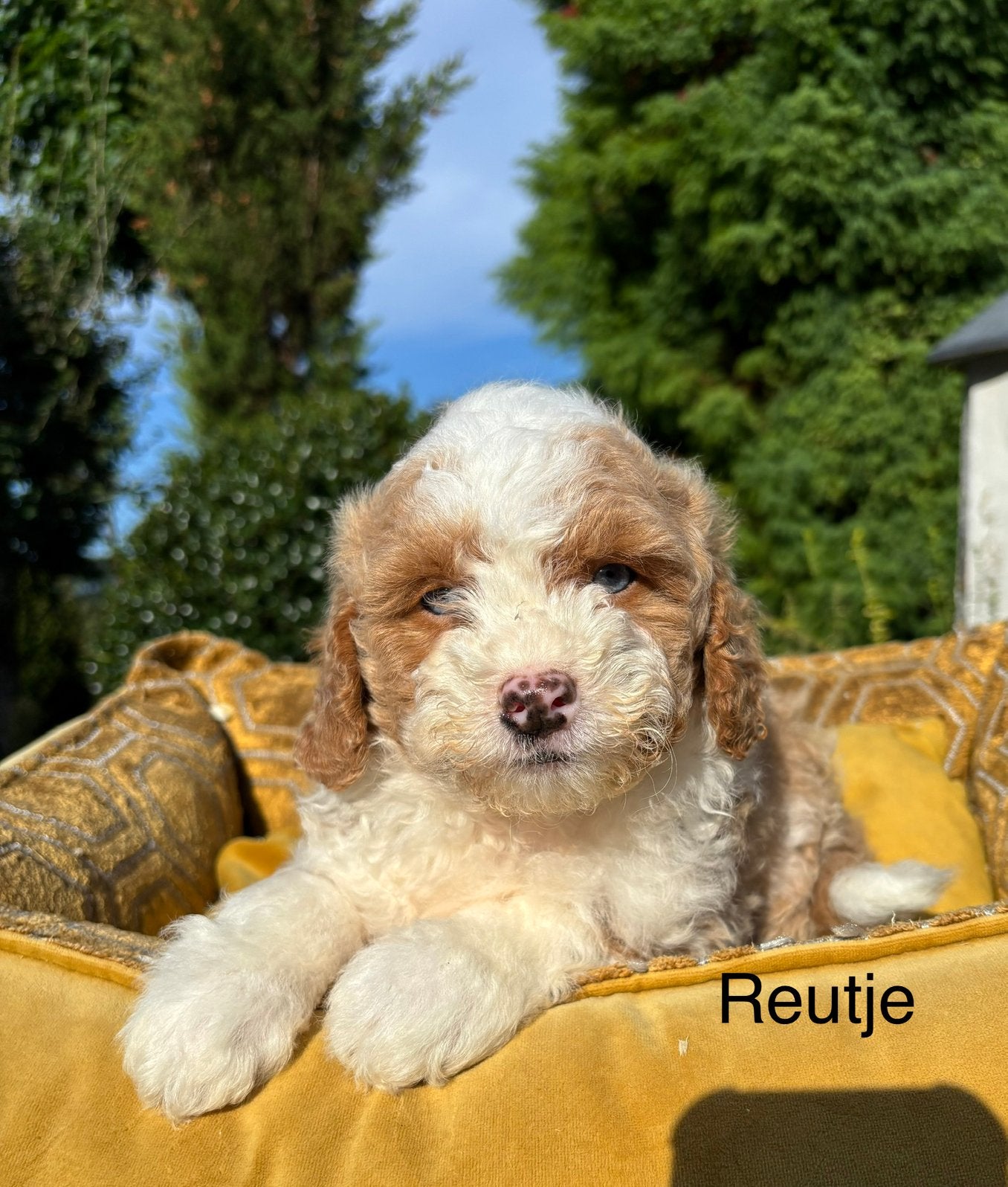 Boomer x Labradoodle mini pups, Nederland, Overige rassen, 8 tot 15 weken, Meerdere