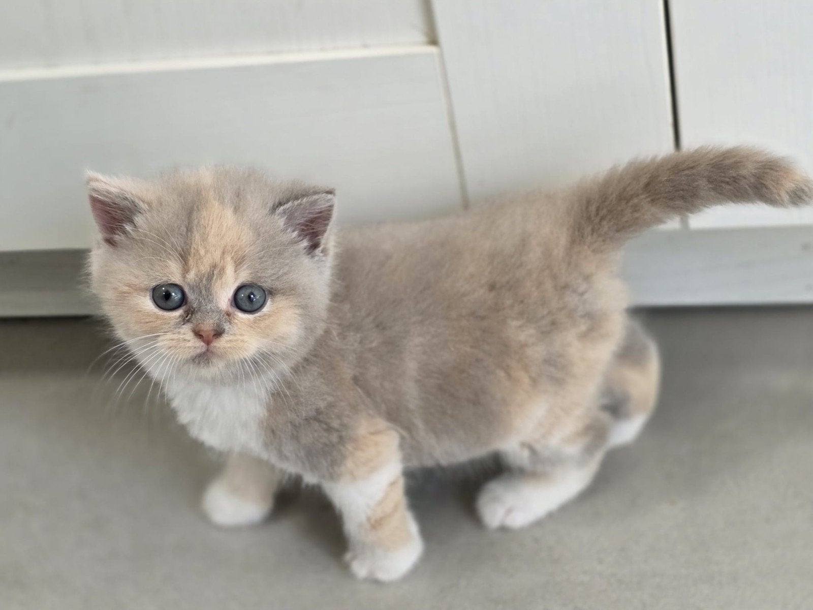 Raszuivere britse korthaar kittens,cream &bleu cream bicolor, Meerdere dieren, Ontwormd, 0 tot 2 jaar