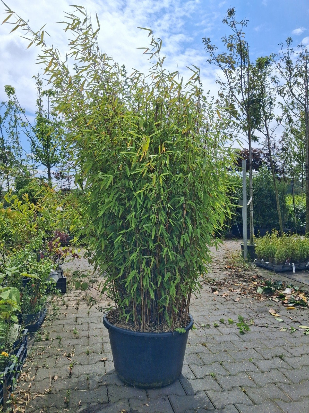 Grote Fargesia Bamboe in pot - Winterhard en niet woekerend, Ophalen of Verzenden, Bamboe, Struik, 100 tot 250 cm