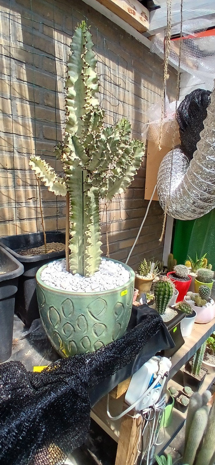 Grote Euphorbia ingens marmorata Cactus in Sierpot, Ophalen, Cactus, Minder dan 100 cm