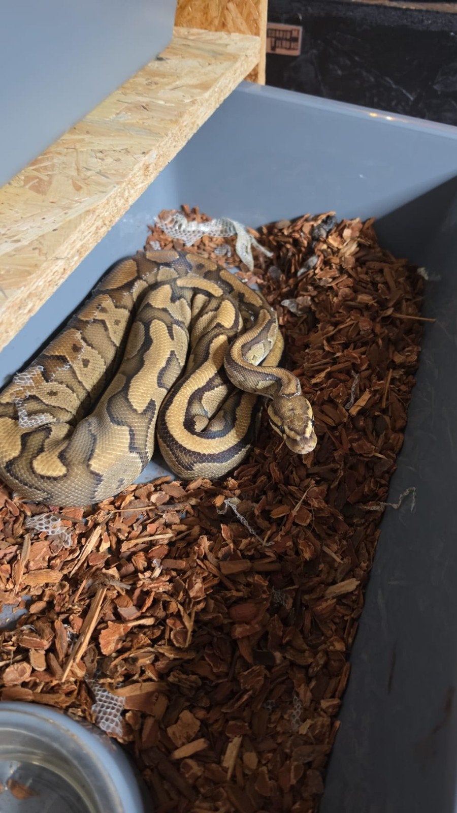4 ball pythons inclusief rek. Ball Python photo 3
