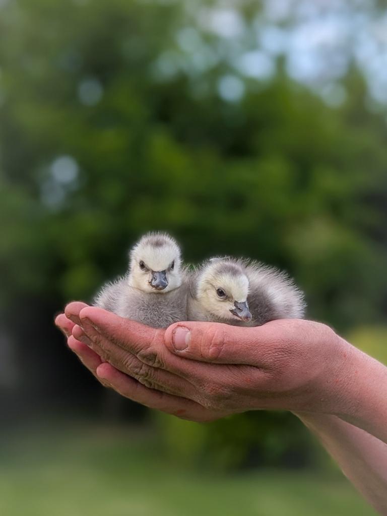 Tamme kleine brandganzen kuikentjes te koop, Dieren en Toebehoren, Pluimvee, Geslacht onbekend, Gans of Zwaan