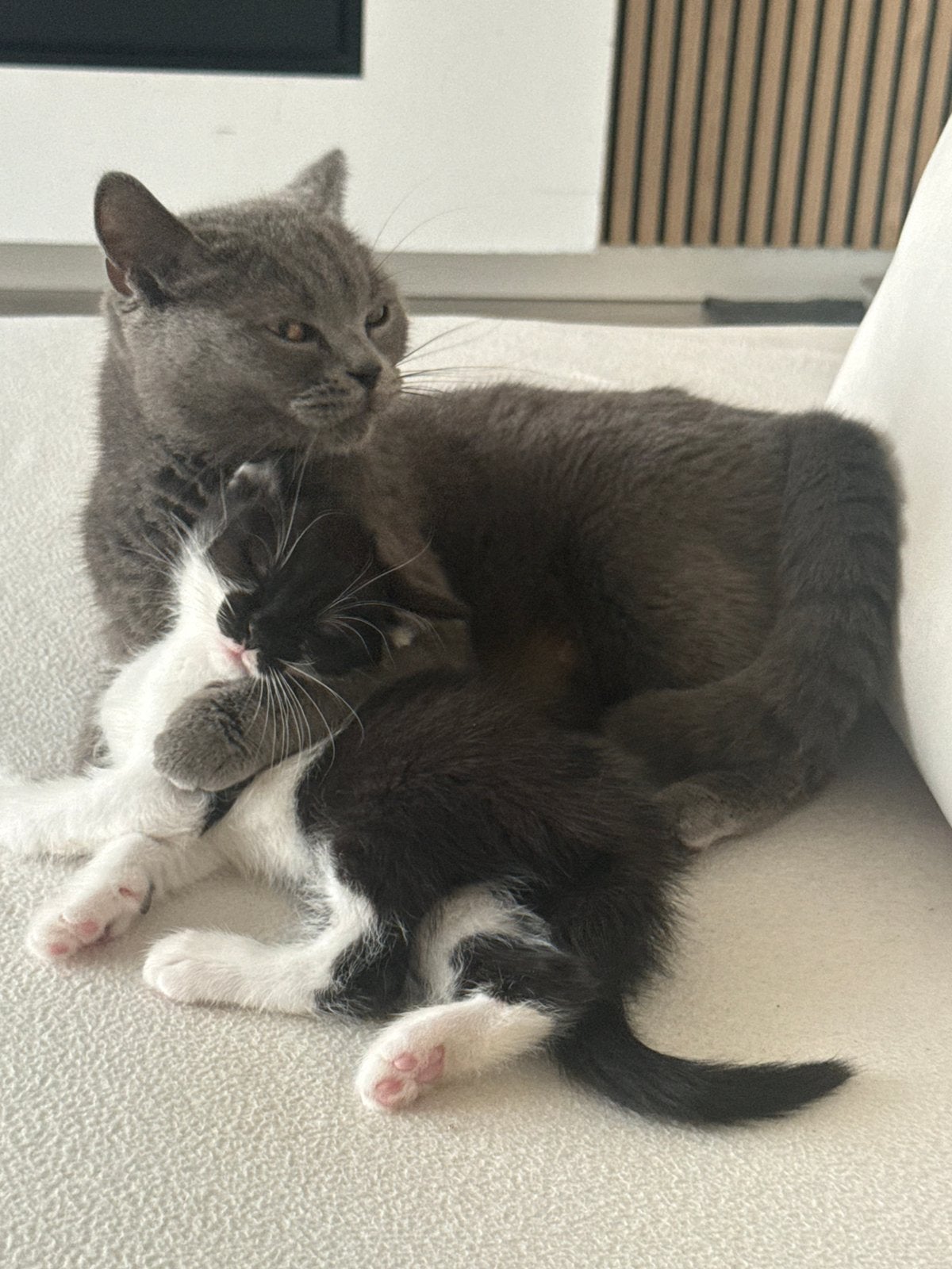 Halve britse korthaar kittens., Poes