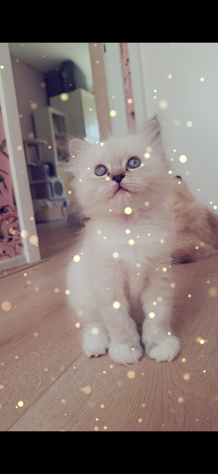 ragdoll katertje guusje, Kater, Gechipt, 0 tot 2 jaar