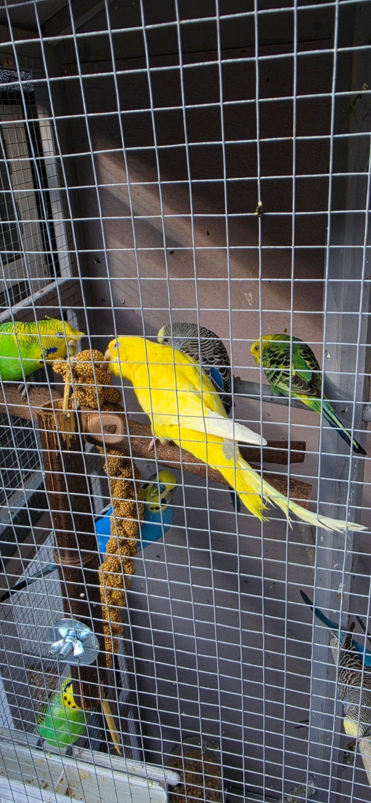 Parkieten verschillende kleuren, Dieren en Toebehoren, Meerdere dieren, Parkiet