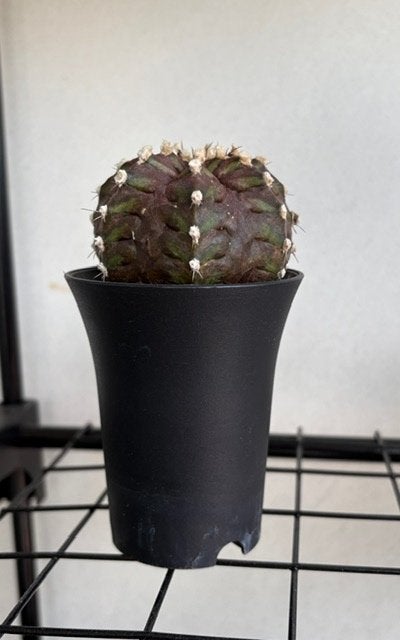 Cactus, Ophalen, Minder dan 100 cm, Volle zon, In pot