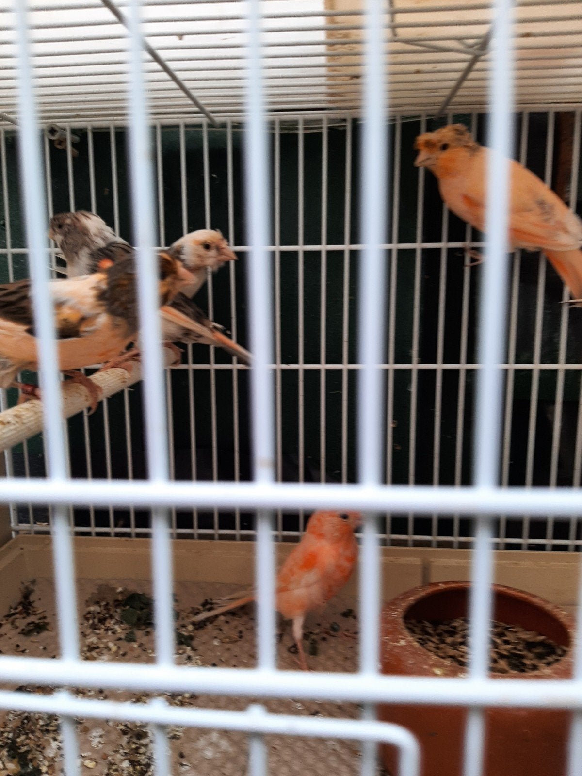 t.k. 15 stuks alle kleuren harlekijn kanaries a 15 euro, Meerdere dieren, Kleurkanarie