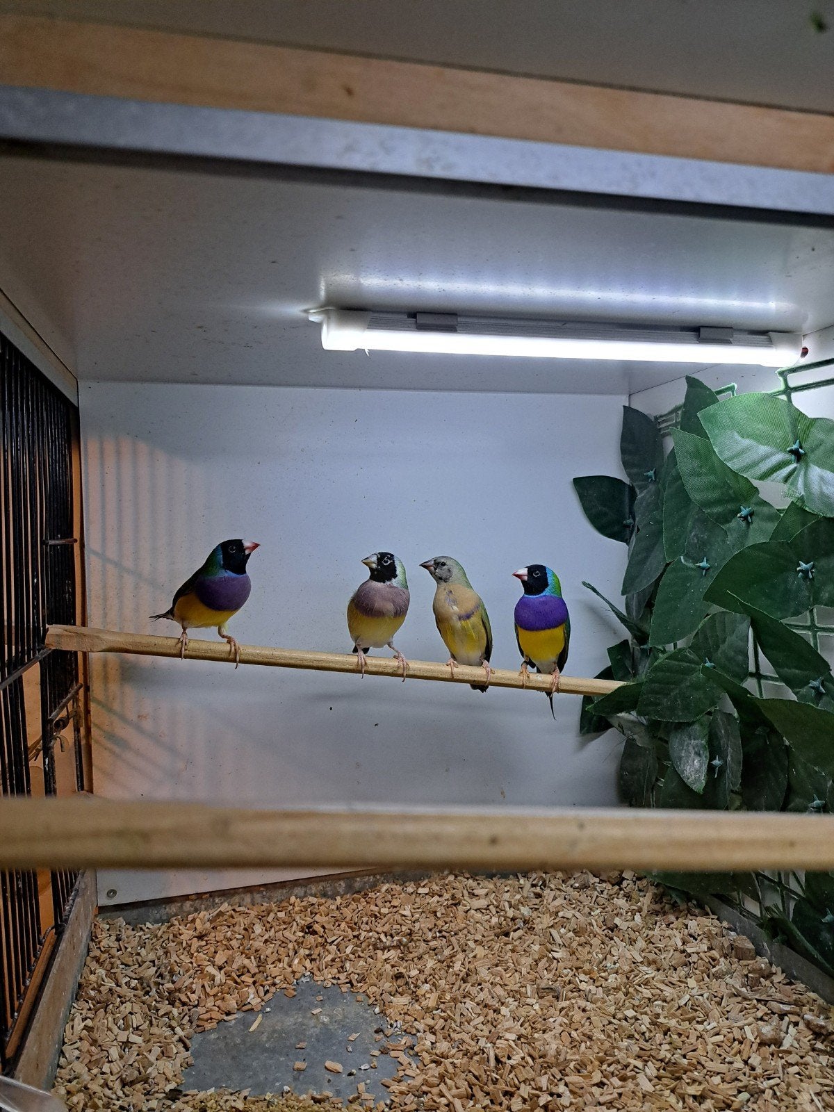 gouldamadine's koudbroed, Dieren en Toebehoren, Meerdere dieren